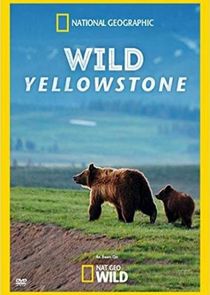 Wild Yellowstone