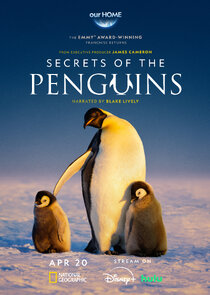 Secrets of the Penguins