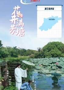 The Pond is Adorned with Blossoming Lotus