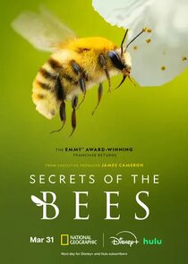 Secrets of the Bees