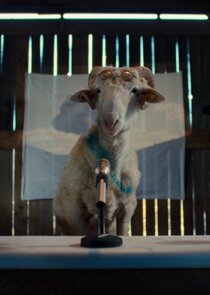 Sheep poster