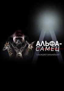 Альфа-самец
