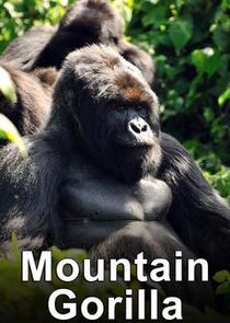 Mountain Gorilla: Mission Critical