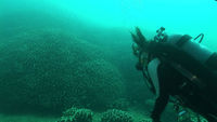 Ishigaki: Diving in the Sea of Coral