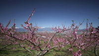 Peach Trees and Rural Retreat Kofu Basin
