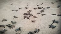 75. Морские черепахи: в детсад или сдохнешь (Индонезия)