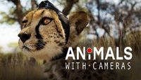 Animals with Cameras