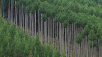 Kitayama Cedar: Lending a Quality of Polished Dignity and Beauty