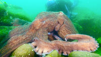 Smotherly Love - North Pacific Giant Octopus, Japan