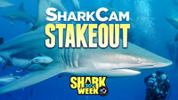 SharkCam Stakeout