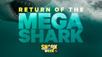 Return of the Mega Shark