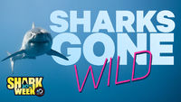 Sharks Gone Wild