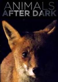 Animals After Dark