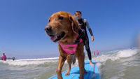 Surf's Pup!