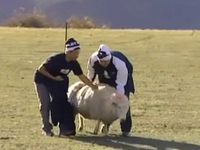 I'm the Sheep Whisperer