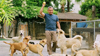 Dog Whisperer with Cesar Millan: Family Edition