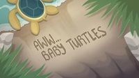 Aww... Baby Turtles