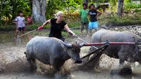 Sumbawa: Water Buffalo Racing