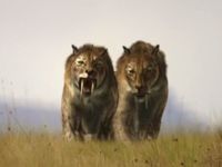 Sabre Tooth