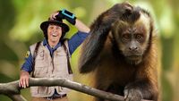 Andy and the Capuchins