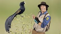 Andy and the Jackson's Widowbird