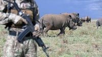The Rhino Crisis