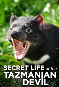 Secret Life of the Tasmanian Devil