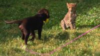 Dogs & Cheetahs & Companion Dogs