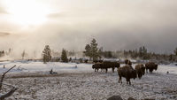 Great Yellowstone Thaw