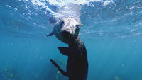 Cape Fur Seals