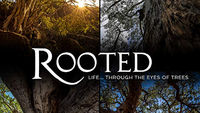 Rooted