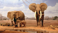 Echo and the Elephants of Amboseli