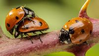 Macro Worlds