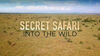 Secret Safari: Into the Wild