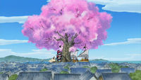 The Criminal is Boss Luffy? Chase the Vanished Great Sakura Tree