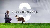 Superhundene
