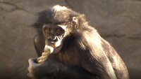Bonobos, Grey Seals, Cheetah & Lemur