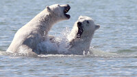 Bears vs. Belugas