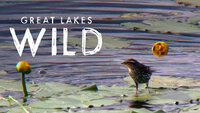 Great Lakes Wild