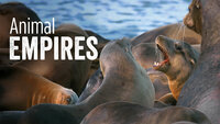 Animal Empires