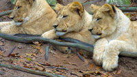 African Apex Predators