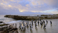 Algoa Bay: Last Refuge of the African Penguin