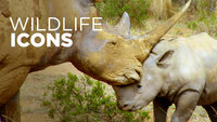Wildlife Icons