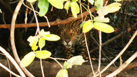 Shadow of the Jaguar