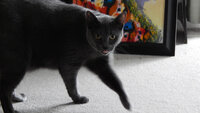 Stalking Miss Daisy