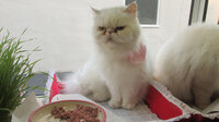 Bad Cat Karma