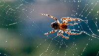 Sparkly Spider