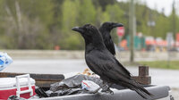 Crow Crime Scene