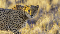 Hot Cheetah