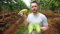 Papaya, Tuna, Growing Fish, Ice Cubes